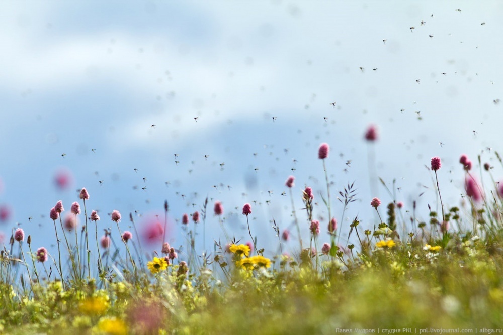 Летние цветы. Фото Павла Мудрова