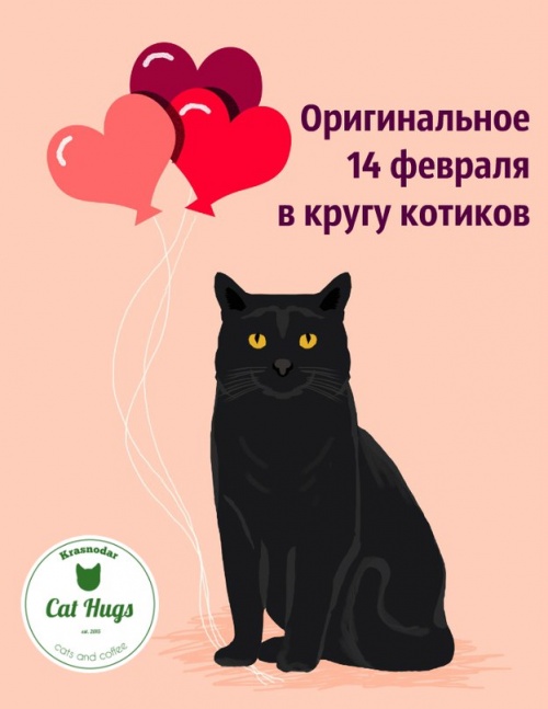 14 февраля в кругу котиков в котокафе Cat Hugs