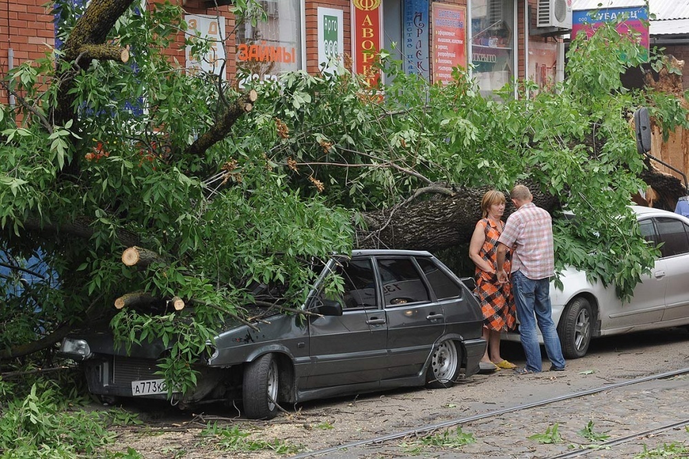 Дерево, фото Василия Смирного, Кублог Дерево, фото Василия Смирного, Кублог
