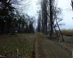 Аллея