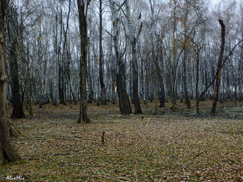 Берёзы Берёзы