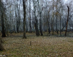 Берёзы