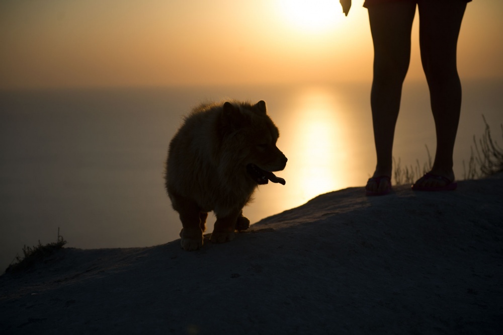 Собака на закате. Фото Бориса Мальцева