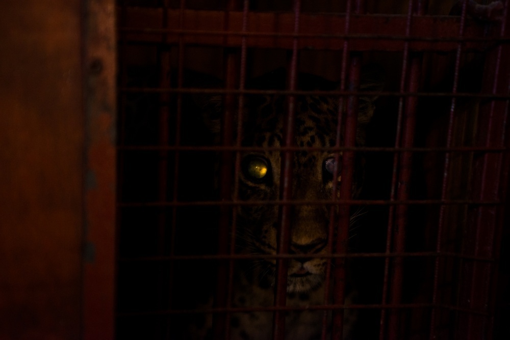 Цирк. Фото Ольги Вирич. Кублог