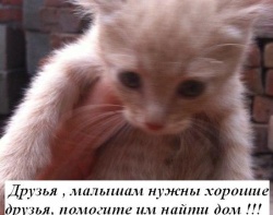 Друзья поможем малышам найти дом!!